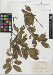 Foto von Salix myrsinifolia subsp. borealis (Fr.) Hyl.
